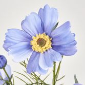 Cosmos Spray 64CM Lavender