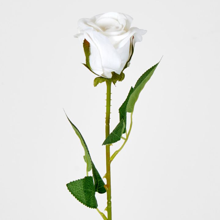 White Velvet Valentines Rose Bud