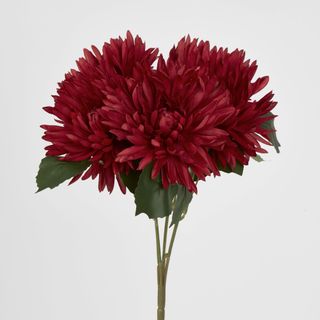 Burgundy Red Mum Bush x 5 46cm