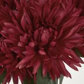 Burgundy Red Mum Bush x 5 46cm