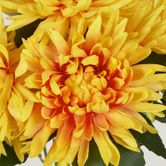 Yellow Mum Bush x 5 46cm