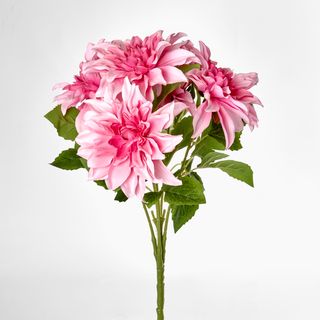 Beauty Pink Dahlia Bush x 5