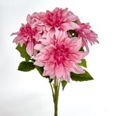 Beauty Pink Dahlia Bush x 5