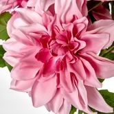 Beauty Pink Dahlia Bush x 5