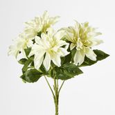 White Dahlia Bush x 5