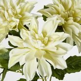 White Dahlia Bush x 5