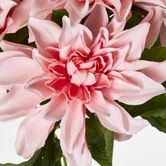 Baby Light Pink Dahlia Bush x 5