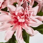 Baby Light Pink Dahlia Bush x 5