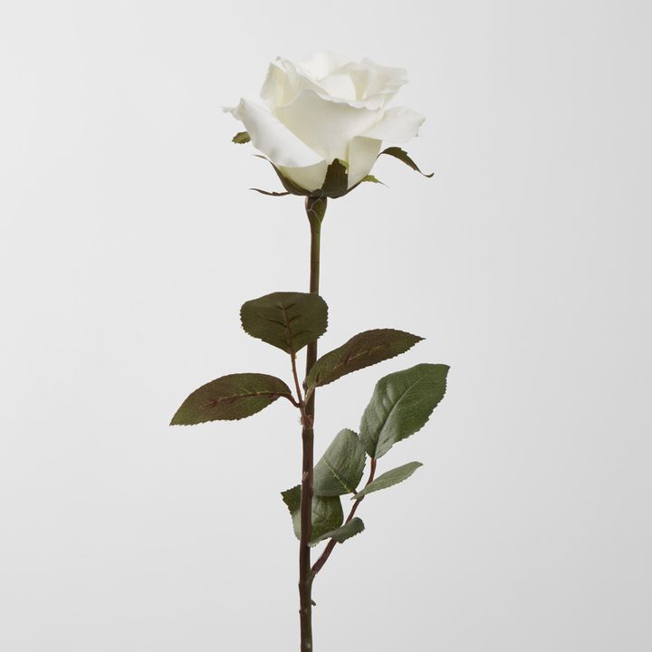 Ecuadorian Rose Stem White