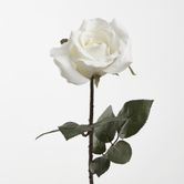 Ecuadorian Rose Stem White