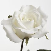 Ecuadorian Rose Stem White