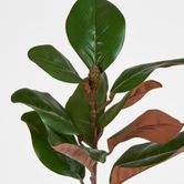 Southern Magnolia Branch with 30 Leaves