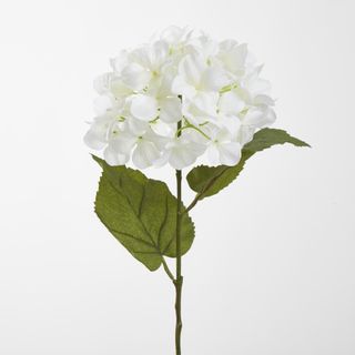 White Domed Hydrangea