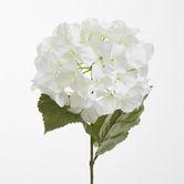 White Domed Hydrangea