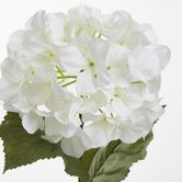 White Domed Hydrangea