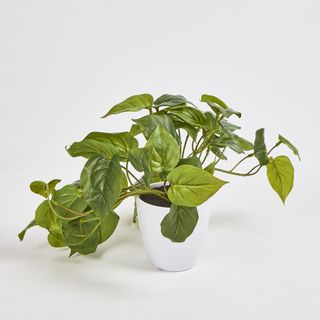 Hanging Philo Leaf bush in White  Pot