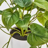 Hanging Philo Leaf bush in White  Pot