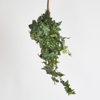 Hanging Green Ivy Bush x 9