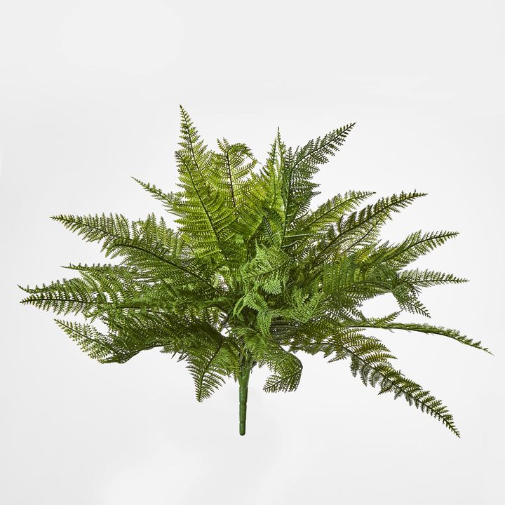 Leather Fern Bush W/34 Leaves