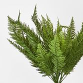 Leather Fern Bush W/34 Leaves