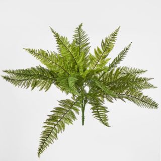 Leather Fern Bush W/26 Leaves