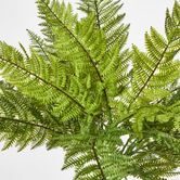 Leather Fern Bush W/26 Leaves