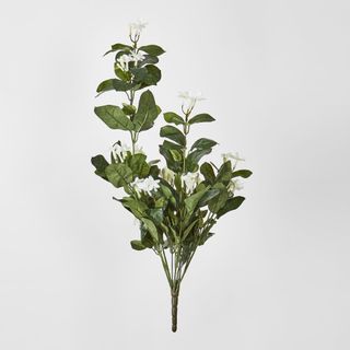 Stephanotis Hanging Bush x 9