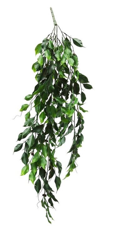 Green Ficus Hanging Vine