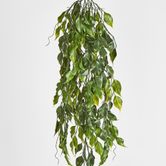 Green Ficus Hanging Vine