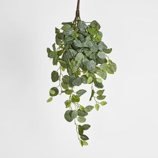 Long Fittonia Hanging Bush 83cm Green