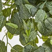 Long Fittonia Hanging Bush 83cm Green