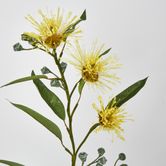 Yellow Flowering Gum