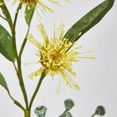 Yellow Flowering Gum