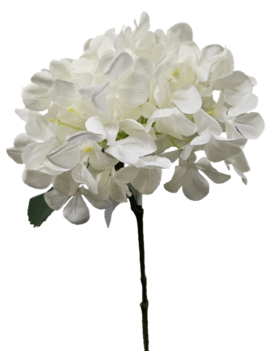 White Hydrangea