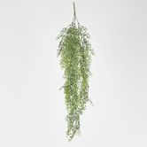 Green Hanging Boxwood