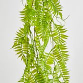 Hanging Fern