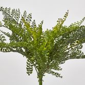 Lace Fern Bush