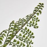 Lace Fern Bush