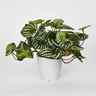 Real Touch Hanging Watermelon Peperomia in Black Pot