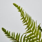 Blechnum Fern Bush