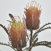 Orange Banksia Spray