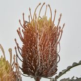 Orange Banksia Spray