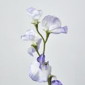 Blue Sweetpea