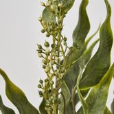 Eucalyptus Leaf Bush