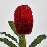 Red Banksia Stem