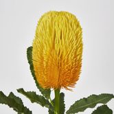 Yellow Gold  Banksia Stem