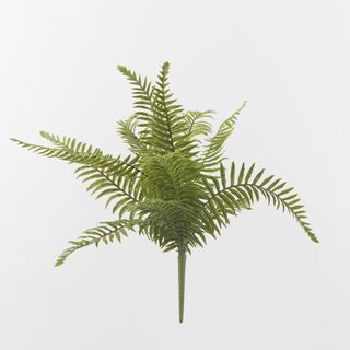 Large Sword Fern Bush