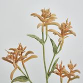 Light Orange Peach Kangaroo Paw Spray