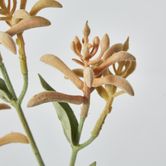 Light Orange Peach Kangaroo Paw Spray