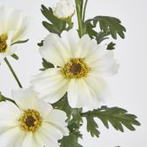 White Cosmos Spray by 3